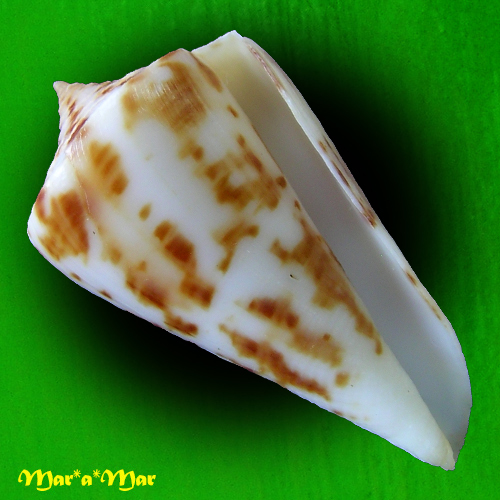 Conus clerii Reeve, 1844