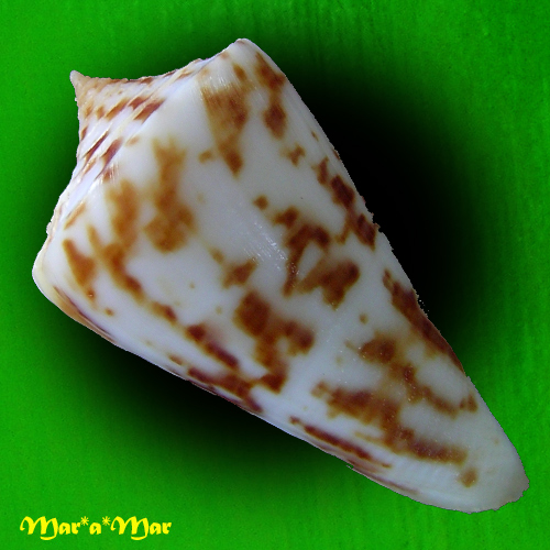 Alternative view of Conus clerii Reeve, 1844