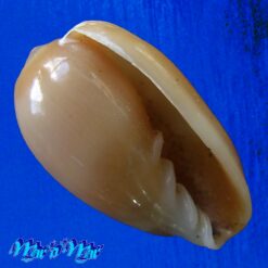 Prunum rubens (Martens, 1881)