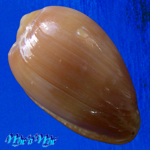 Alternative view of Prunum rubens (Martens, 1881)