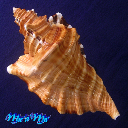 Alternative view of Cymatium raderi D'attilio & Meyers, 1984