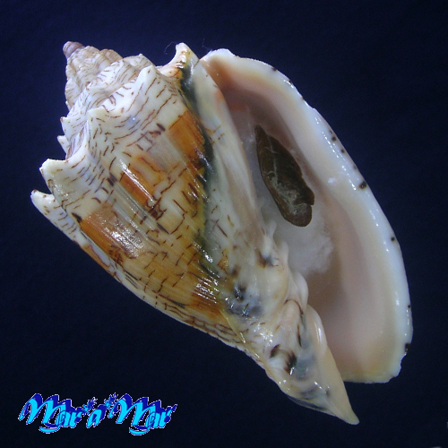 Voluta ebraea Linnaeus, 1758