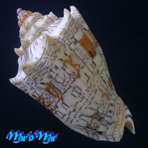 Alternative view of Voluta ebraea Linnaeus, 1758