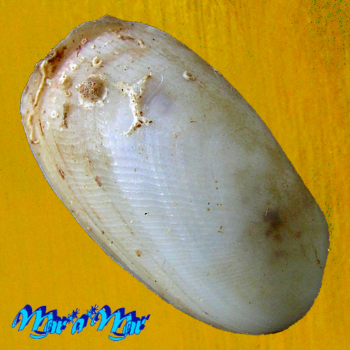 Coraliophaga coraliophaga Yokoyama, 1924