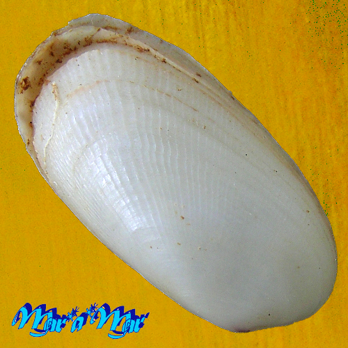 Alternative view of Coraliophaga coraliophaga Yokoyama, 1924