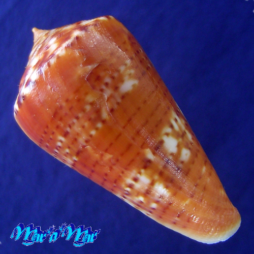 Alternative view of Conus (Lamniconus) petestimpsoni (Petuch & Berschauer, 2016)