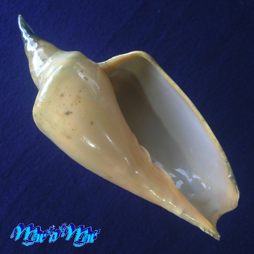 Zidona dufresnei (Donovan, 1823)