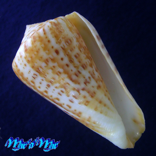 Conus clenchi Martens, 1943