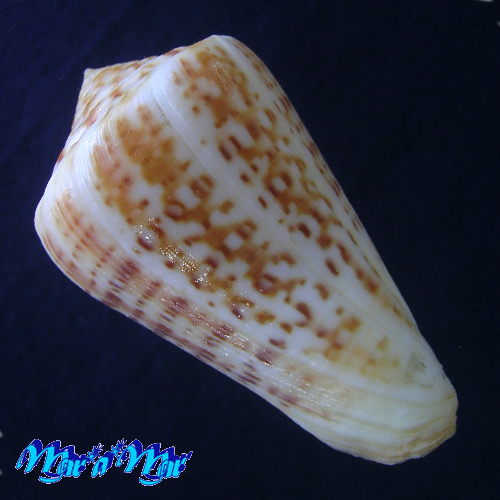 Alternative view of Conus clenchi Martens, 1943