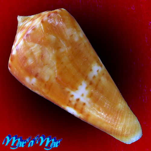 Alternative view of Conus xanthocinctus Petuch, 1986