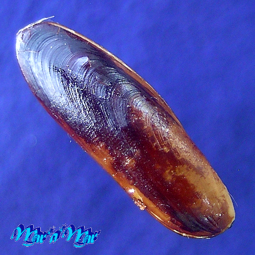 Alternative view of Lithophaga nigra (Orbigny, 1842)