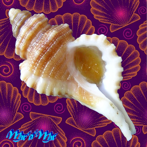 Cabestana felipponei (Ihering, 1907)