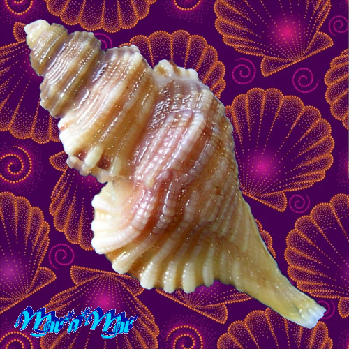 Alternative view of Cabestana felipponei (Ihering, 1907)