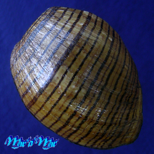 Hydatina vesicaria (Lightfoot, 1786) - Imagem 2