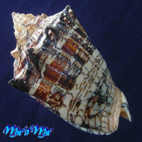 Alternative view of Voluta ebraea Linnaeus, 1758