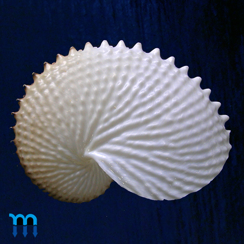 Argonauta nodosa Lightfoot,1786