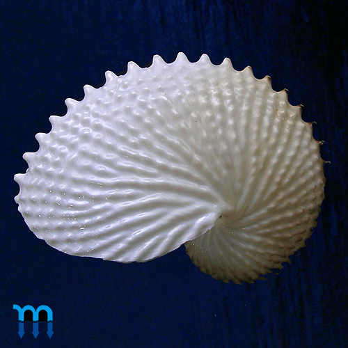 Alternative view of Argonauta nodosa Lightfoot,1786