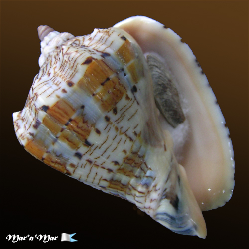 Voluta ebraea Linnaeus, 1758