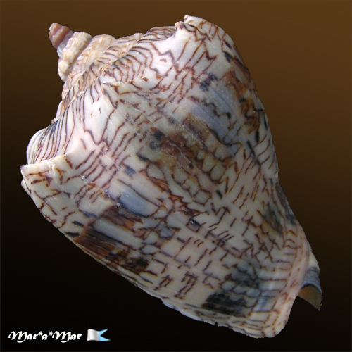 Alternative view of Voluta ebraea Linnaeus, 1758