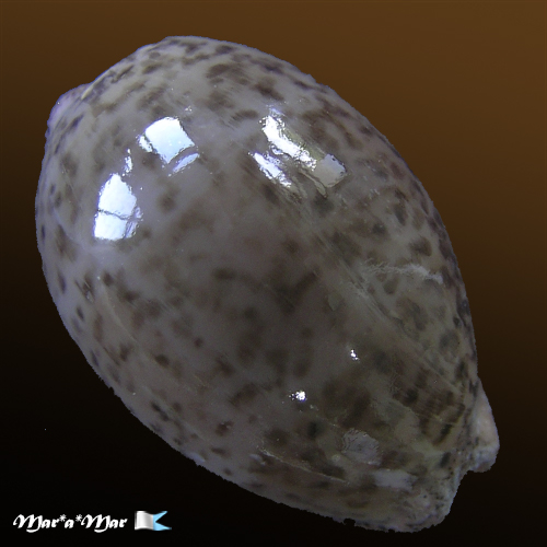 Cypraea (Luria) cinerea brasiliensis Lorenz & Hubert, 1993