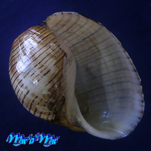 Hydatina vesicaria (Lightfoot, 1786)