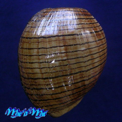 Alternative view of Hydatina vesicaria (Lightfoot, 1786)