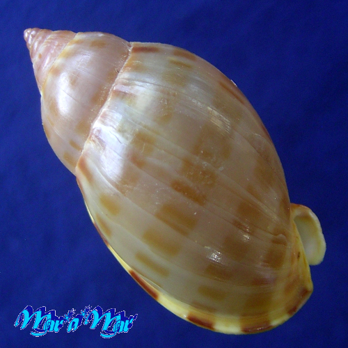 Alternative view of Casmaria atlantica Clench, 1944