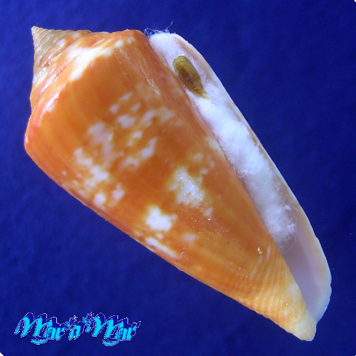 Conus xanthocinctus Petuch, 1986