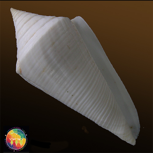 Conus coltrorum Petuch & Myers, 2014