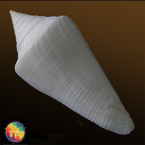 Alternative view of Conus coltrorum Petuch & Myers, 2014