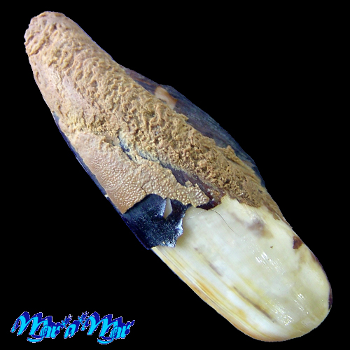 Lithophaga bissulcata (Orbigny, 1842)