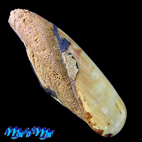 Alternative view of Lithophaga bissulcata (Orbigny, 1842)