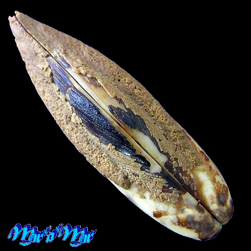 Lithophaga bissulcata (Orbigny, 1842) - Imagem 3