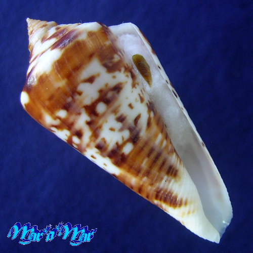 Conus (Lamniconus) petestimpsoni (Petuch & Berschauer, 2016)