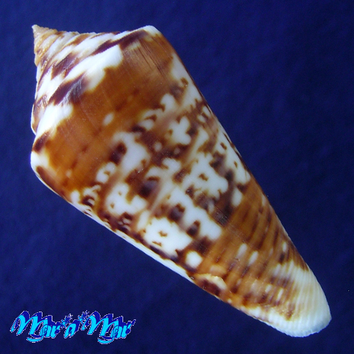 Alternative view of Conus (Lamniconus) petestimpsoni (Petuch & Berschauer, 2016)