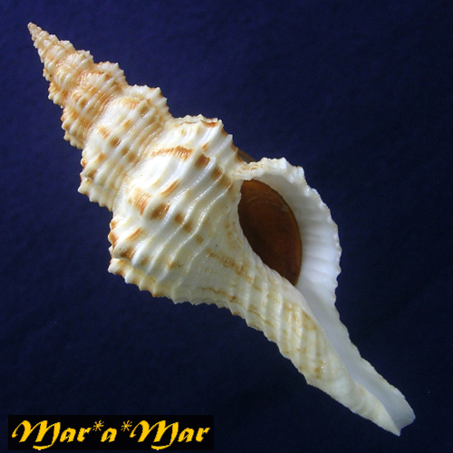 Goniofusus strigatus (Philippi, 1851)