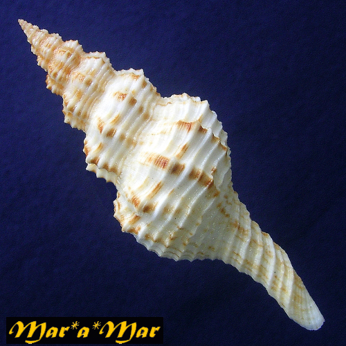 Alternative view of Goniofusus damasoi (Petuch & Berschauer, 2016)