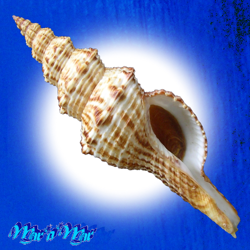 Goniofusus brasiliensis (Grabau, 1904)