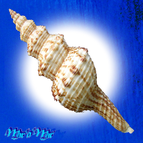 Alternative view of Goniofusus brasiliensis (Grabau, 1904)