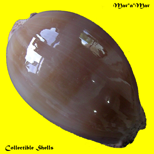 Cypraea (Luria) cinerea brasiliensis Lorenz & Hubert, 1993