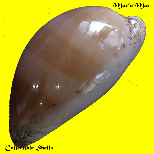 Alternative view of Cypraea (Luria) cinerea brasiliensis Lorenz & Hubert, 1993