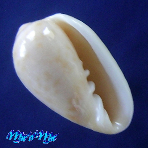 Prunum saulcyanum (Petit de la Saussaye, 1851)