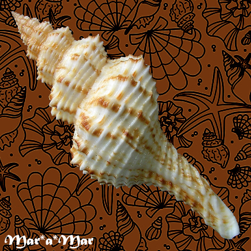 Alternative view of Goniofusus cf. strigatus (Philippi, 1851)