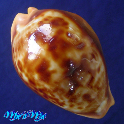 Cypraea (Propustularia) surinamensis aubryana ( Perry, 1811)
