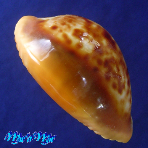 Alternative view of Cypraea (Propustularia) surinamensis aubryana ( Perry, 1811)
