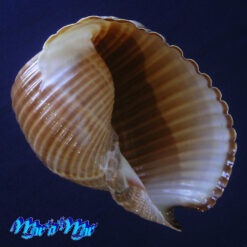 Tonna galea brasiliana Morch, 1877