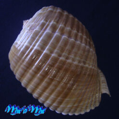 Alternative view of Tonna galea brasiliana Morch, 1877