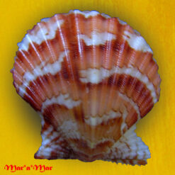Argopecten noronhensis (E. A. Smith, 1885)