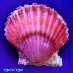 Argopecten noronhensis (E. A. Smith, 1885)