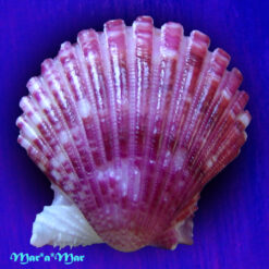 Alternative view of Argopecten noronhensis (E. A. Smith, 1885)